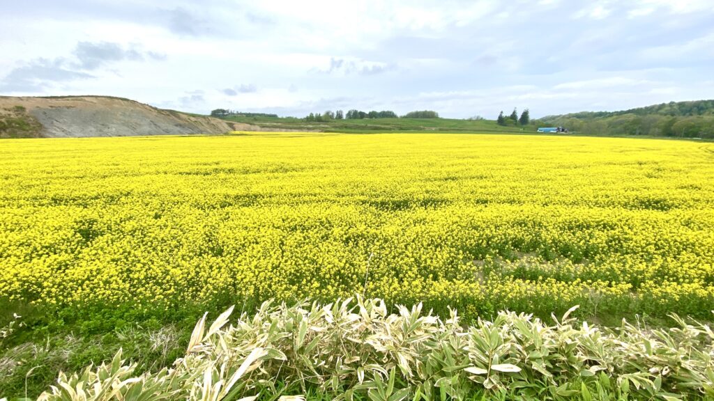 一面に黄色い花を咲かせた広大な菜の花畑